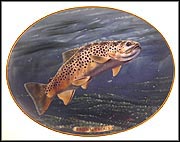 Brown Trout