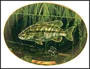 Largemouth Bass