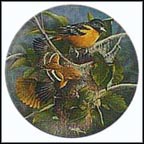 The Baltimore Oriole