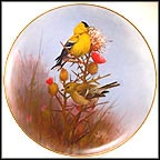 Gold Finch