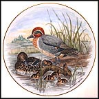 Green-Winged Teal