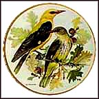 Golden Oriole